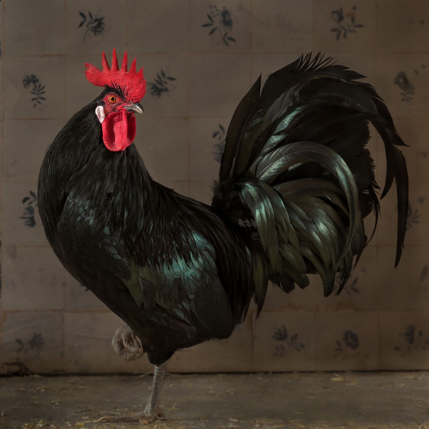 Zwarte haan – Black rooster